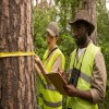 The Role of a Tree Risk Assessment in Preventing Property Damage